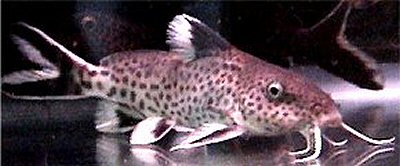 Synodontis tanganyicae 