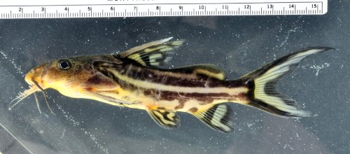 Synodontis tessmanni