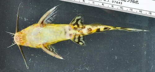 Synodontis tessmanni  = ventral view