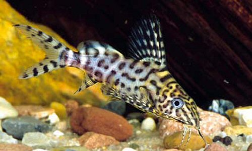 Synodontis tourei