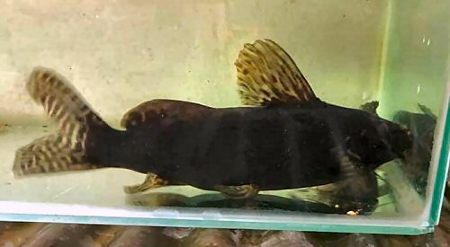 Synodontis tourei  = Adult Colouration