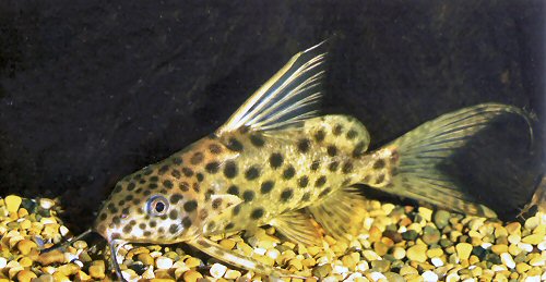 Synodontis velifer 