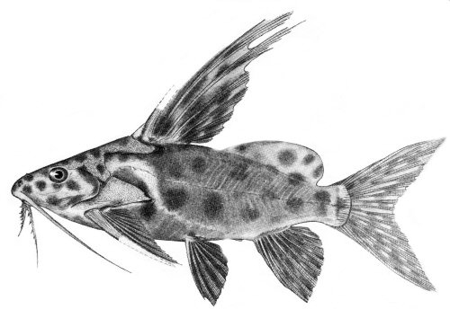 Synodontis velifer