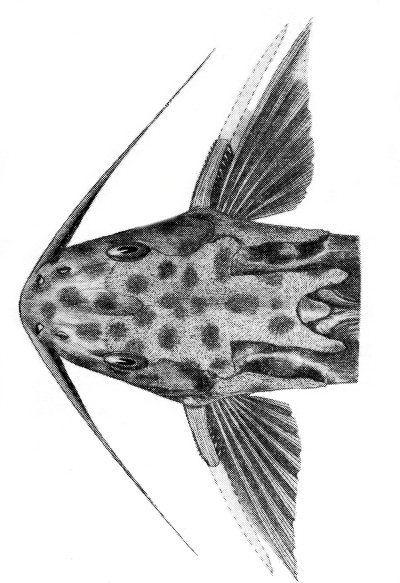 Synodontis velifer - dorsal head view