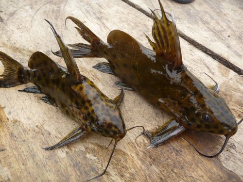 Synodontis velifer