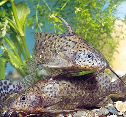 Synodontis victoriae