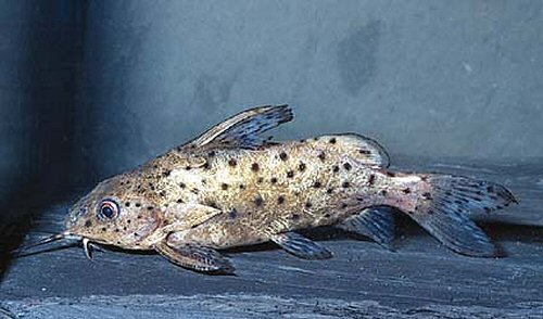 Synodontis victoriae 