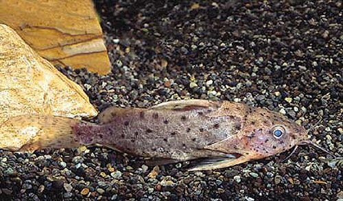 Synodontis victoriae 