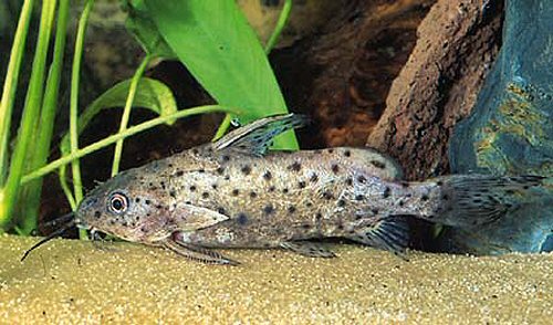 Synodontis victoriae