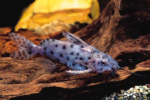 Synodontis victoriae 