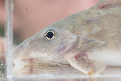 Synodontis violaceus = head view