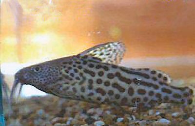 Synodontis waterloti 