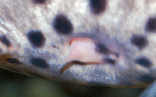 Synodontis waterloti  = Male breeding tube