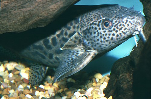 Synodontis waterloti 