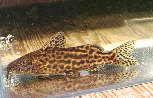 Synodontis waterloti 