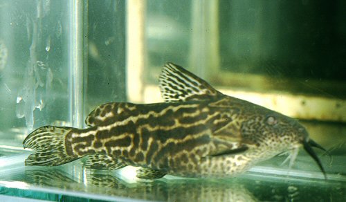 Synodontis waterloti 