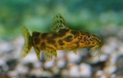 Synodontis waterloti 