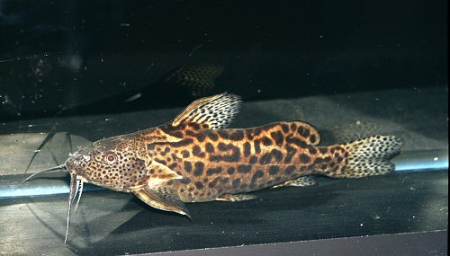 Synodontis waterloti