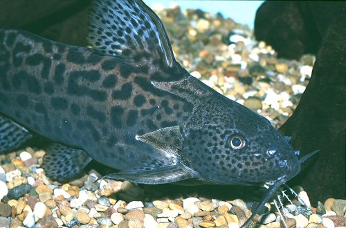 Synodontis waterloti