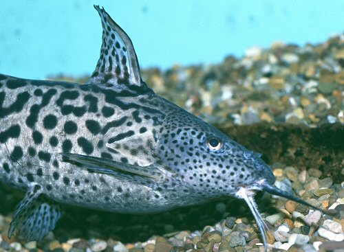 Synodontis waterloti = Head & shoulders