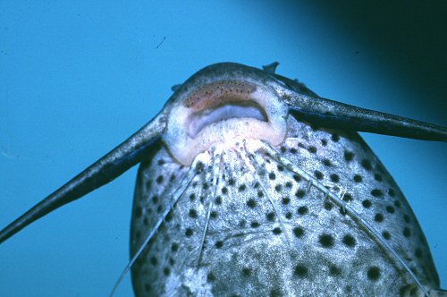 Synodontis waterloti  = Showing mouth & Palatine teeth