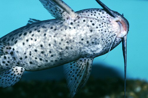 Synodontis waterloti  = underside