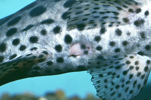 Male specimen showing breeding tube