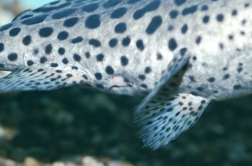 Synodontis waterloti = Male breeding tube