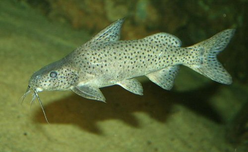 Synodontis zambezensis