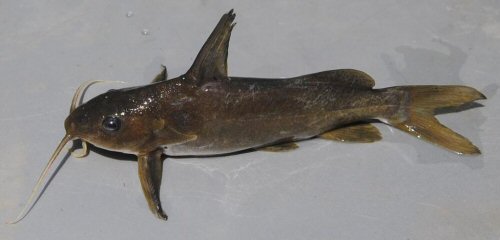 Synodontis zambezensis = Dorsal view-Muanza, Mozambique 