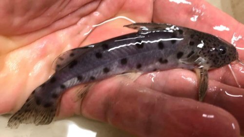 Synodontis zanzibaricus = juvenile