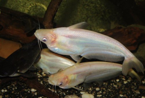 Schilbe intermedius = Albino & natural colour 20cm.