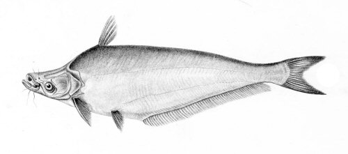 Schilbe uranoscopus = line drawing