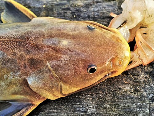 Sciades parkeri = dorsal head view