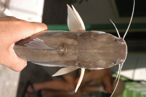 Sciades proops = Head view - from Guyana