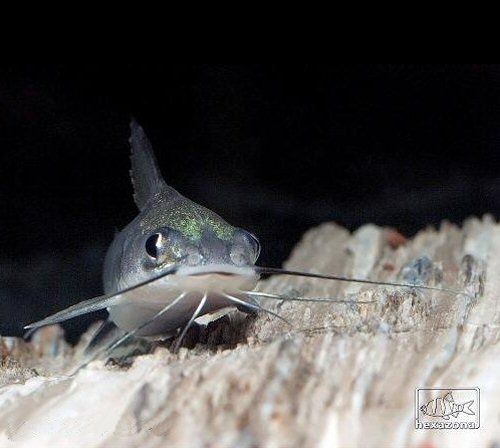 Ariopsis seemanni = head view