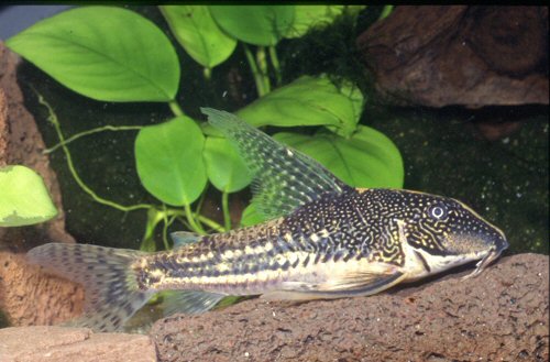 Scleromystax barbatus = male