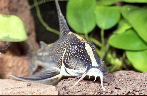 Scleromystax barbatus = Male showing head area 