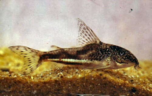 Scleromystax kronei = male