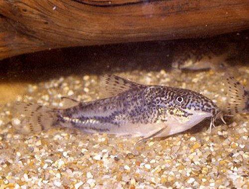 Scleromystax barbatus = female