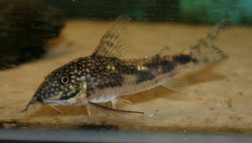 Scleromystax barbatus = young male