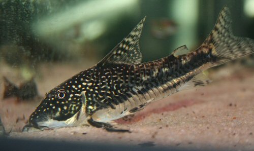 Scleromystax barbatus = male