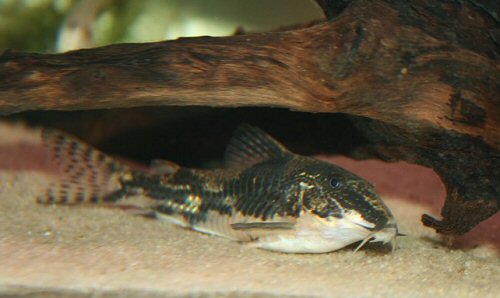 Scleromystax barbatus = female