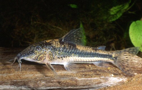 Scleromystax kronei  = male