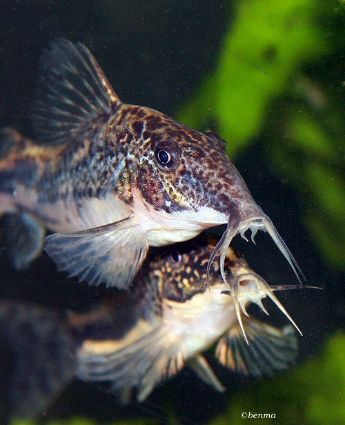 Scleromystax kronei = view of barbels