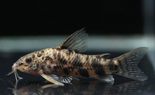 Scleromystax macropterus