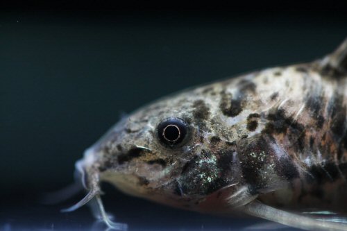 Scleromystax macropterus - head view