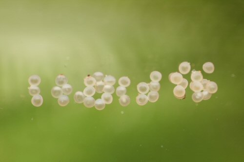 Scleromystax sp. (C113) - eggs.