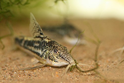 Scleromystax sp. (C113) = male head view