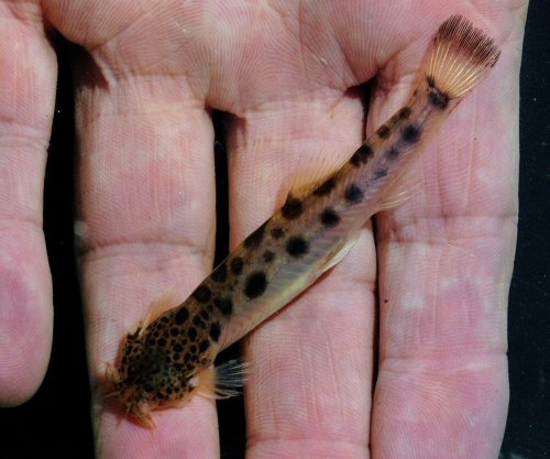 Scleronema operculatum